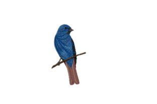 Indigo Bunting: A Pro Review for Branded Merch